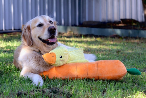@alfie__thegoldenretriever