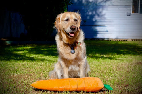 alfie__thegoldenretriever