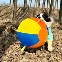 Calming Jumbo Ball being carried outdoors by a dog