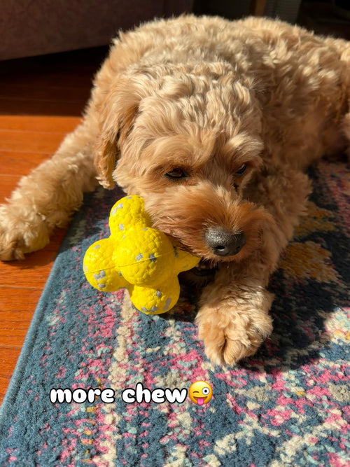 @konathecavapoo