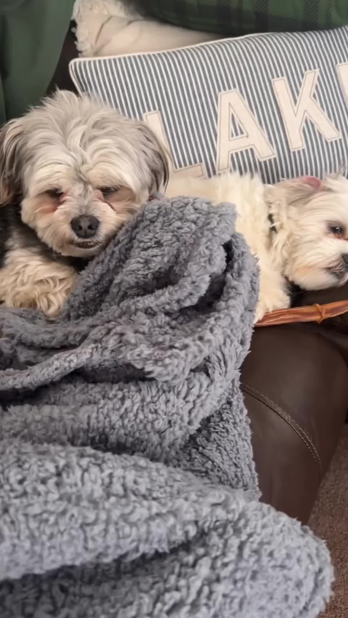 Two dogs cozy on the couch under the Pee-Proof Blanket
