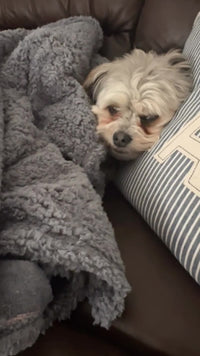 Dog snuggled into blanket on couch pillow