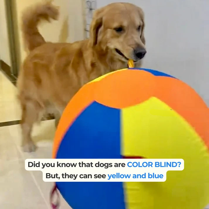 The Jumbo Ball