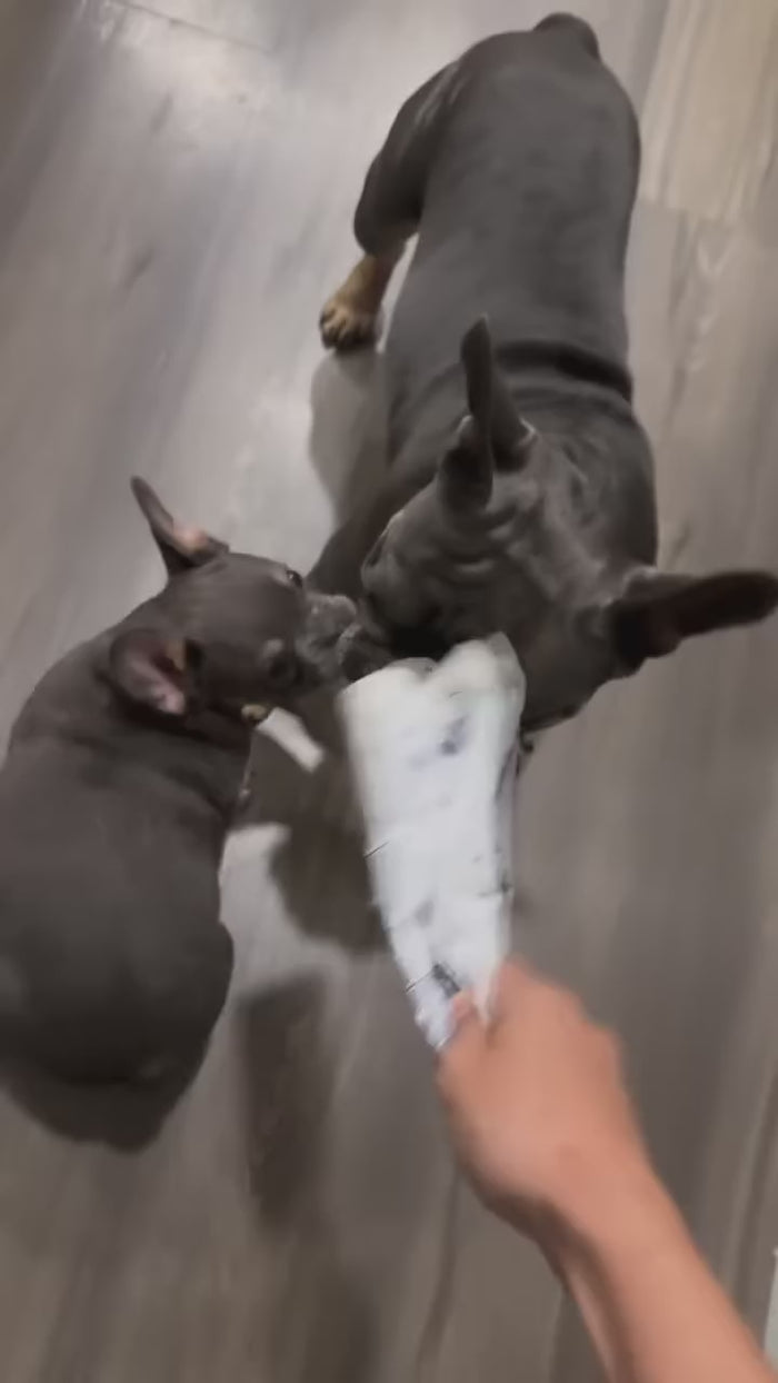The PuppyTimes in action from The Tiny Paws Official