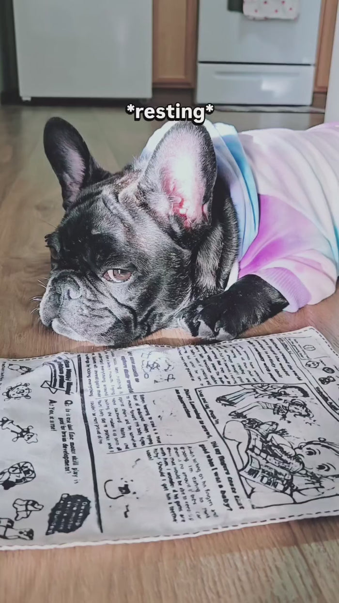 Butters the French Bulldog enjoying The PuppyTimes