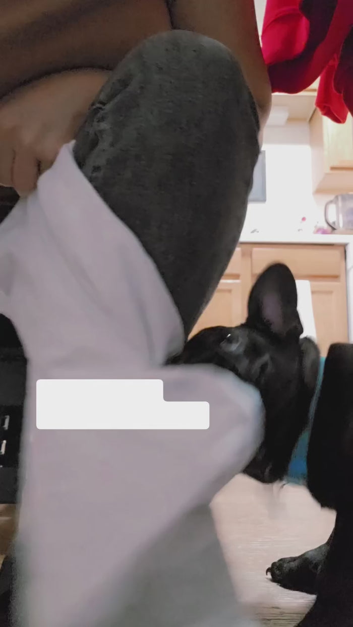 Butters the French Bulldog playing with The PuppyTimes