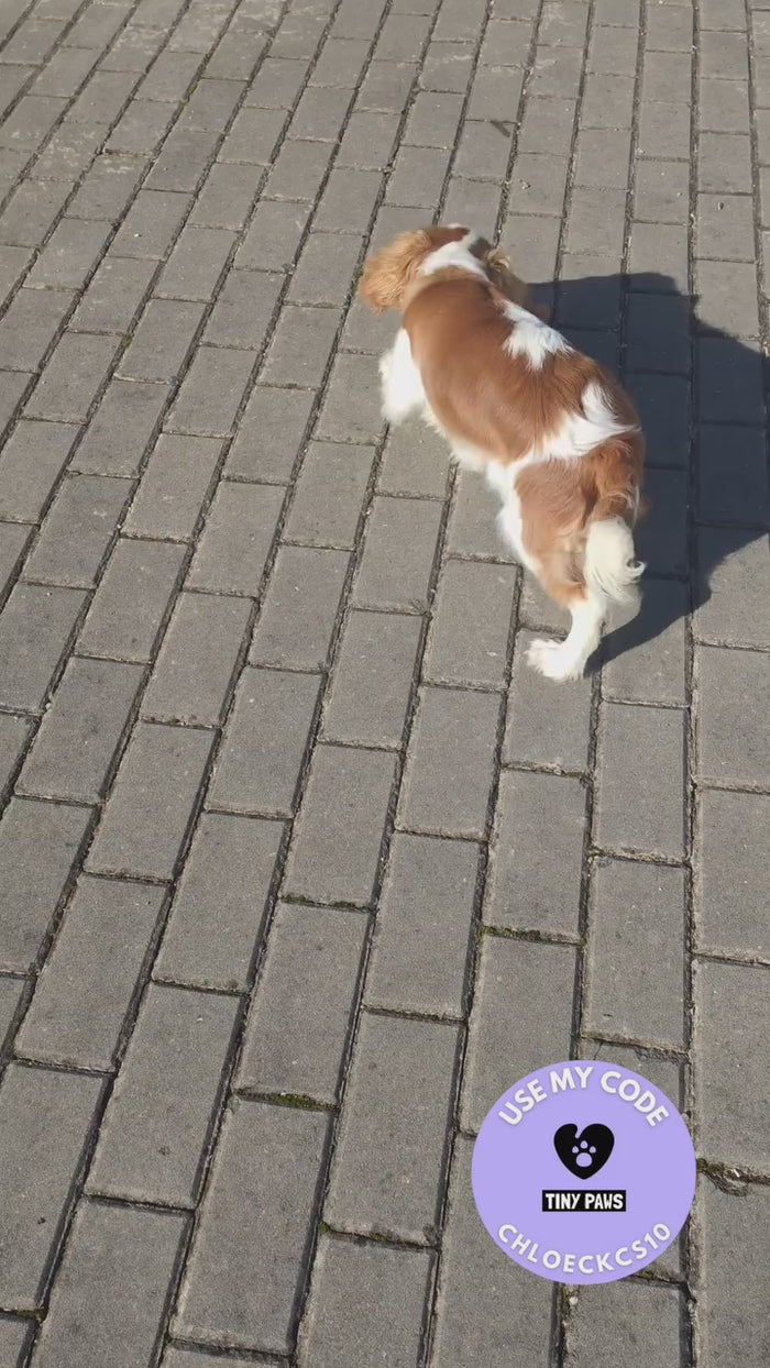 @chloe_cavalierprincess with the Tough-Bite Chew Toy