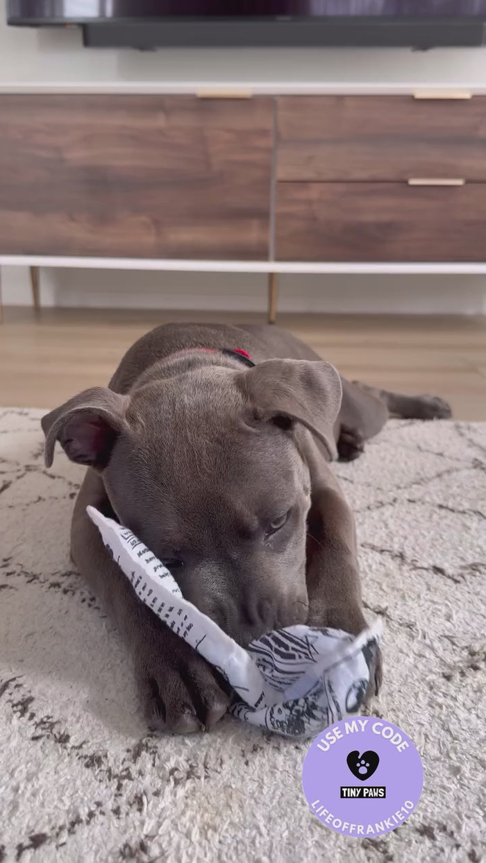 Frankie playing with The PuppyTimes crinkle toy