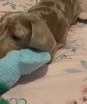 Freya the Dachshund playing with the Calming Elephant