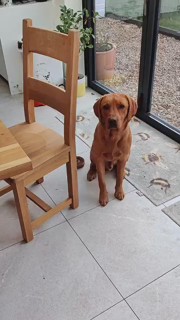 @goosethefoxredlab with the Tough-Bite Chew Toy