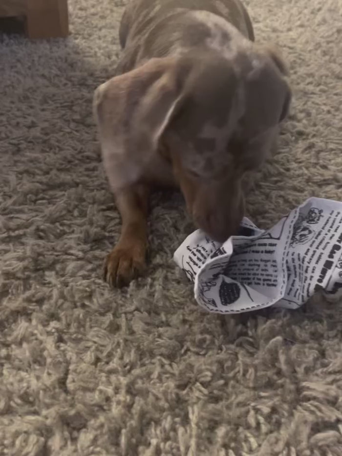 Freya the Dachshund playing with The PuppyTimes