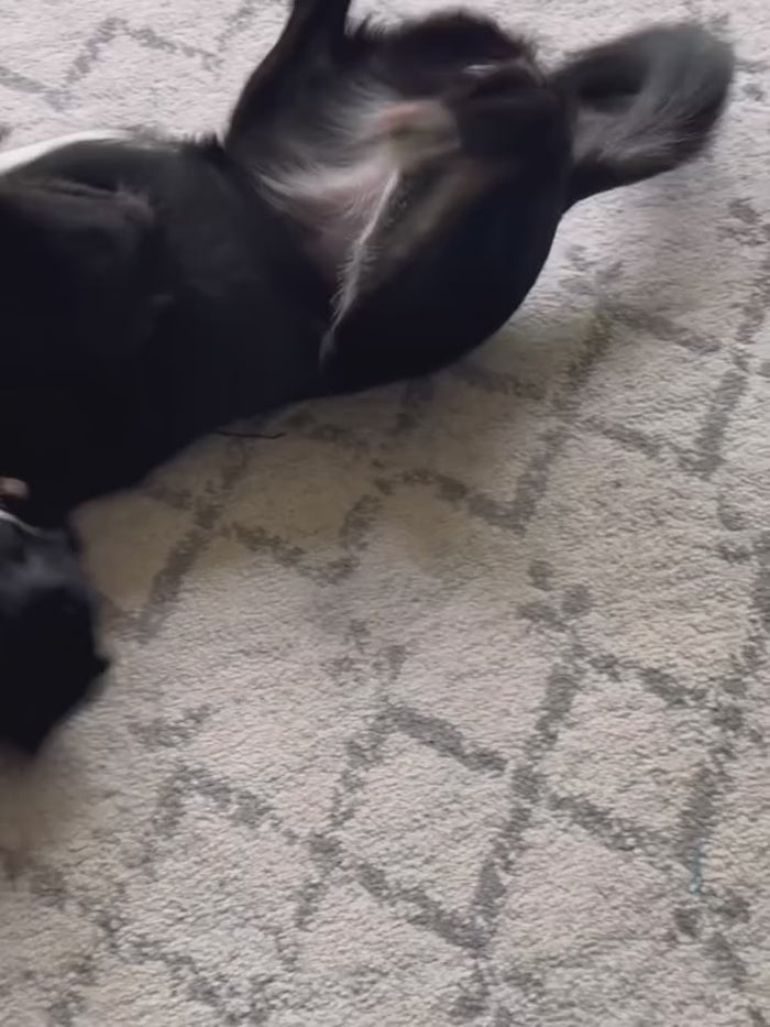 @misslooneytuness with the Tough-Bite Chew Toy