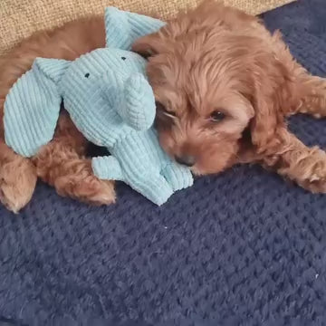 Bob the Cavapoo with the Calming Elephant