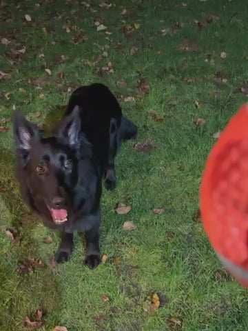 @ourlifewithshelby with the Tough-Bite Chew Toy