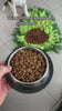 From kibble to discovery