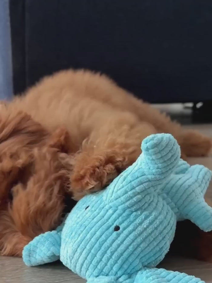 Noodle the Doodle playing with the Calming Elephant