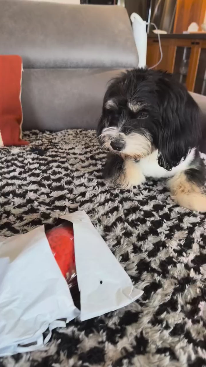 @thebernie_boy with the Tough-Bite Chew Toy
