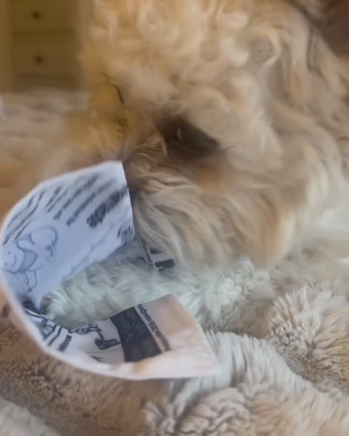 Benji the Shih Poo playing with The PuppyTimes