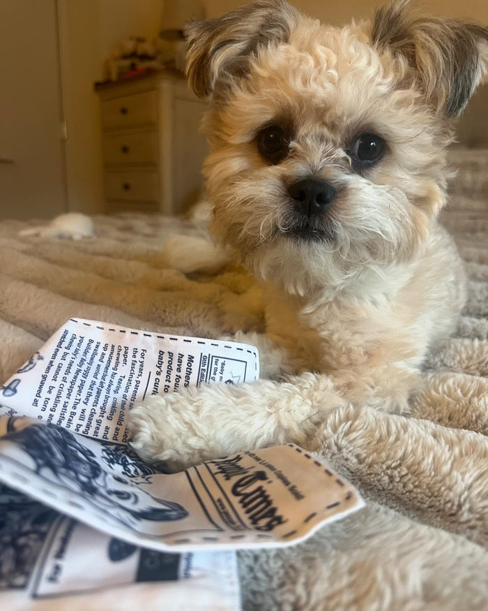 @benji_shih_poo with The PuppyTimes