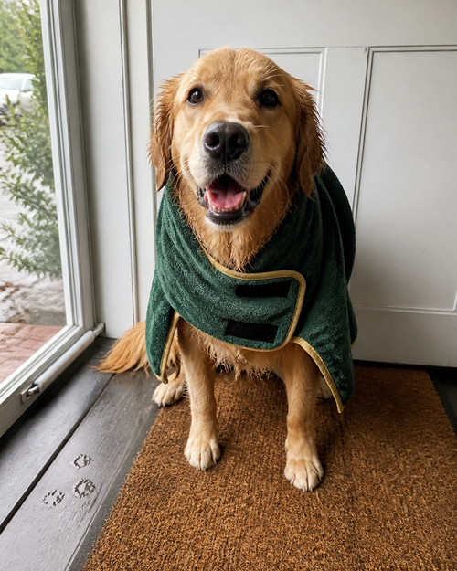 Golden retriever in a fast-drying dog robe after a rainy walk