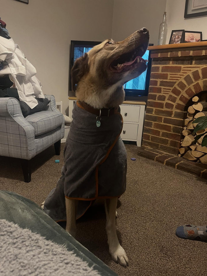 Alfie the Anatolian wearing the Tiny Paws super absorbent robe, shared by @alfietheanatolian on Instagram