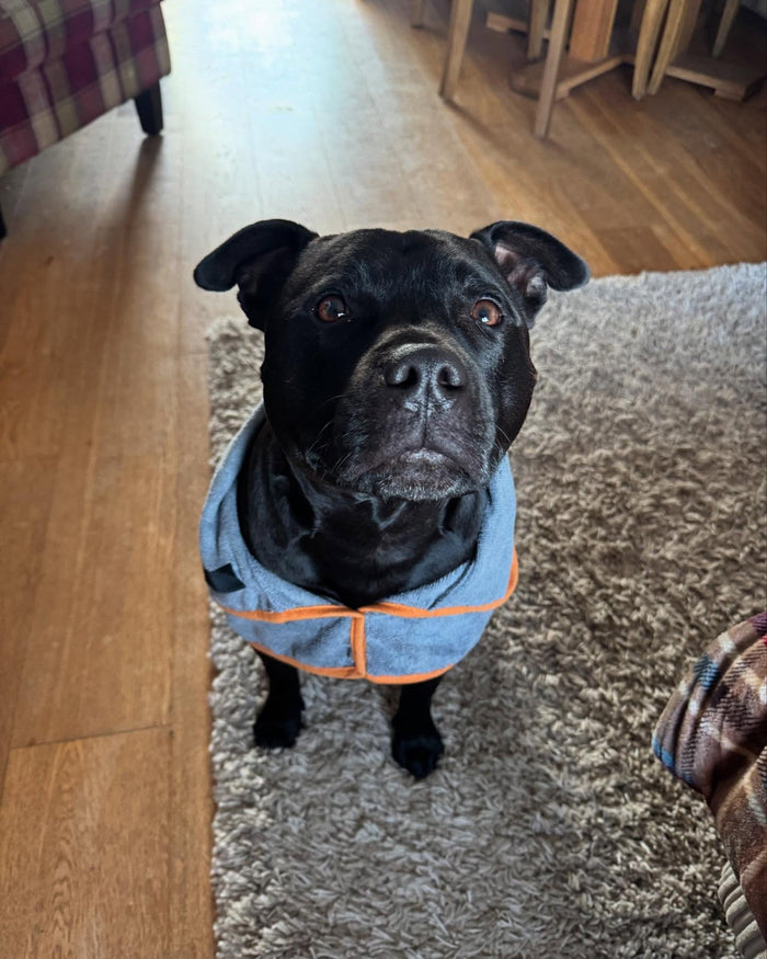 Hugo the Staffy wearing the Tiny Paws super absorbent robe, shared by @hugothestaffy2021 on Instagram