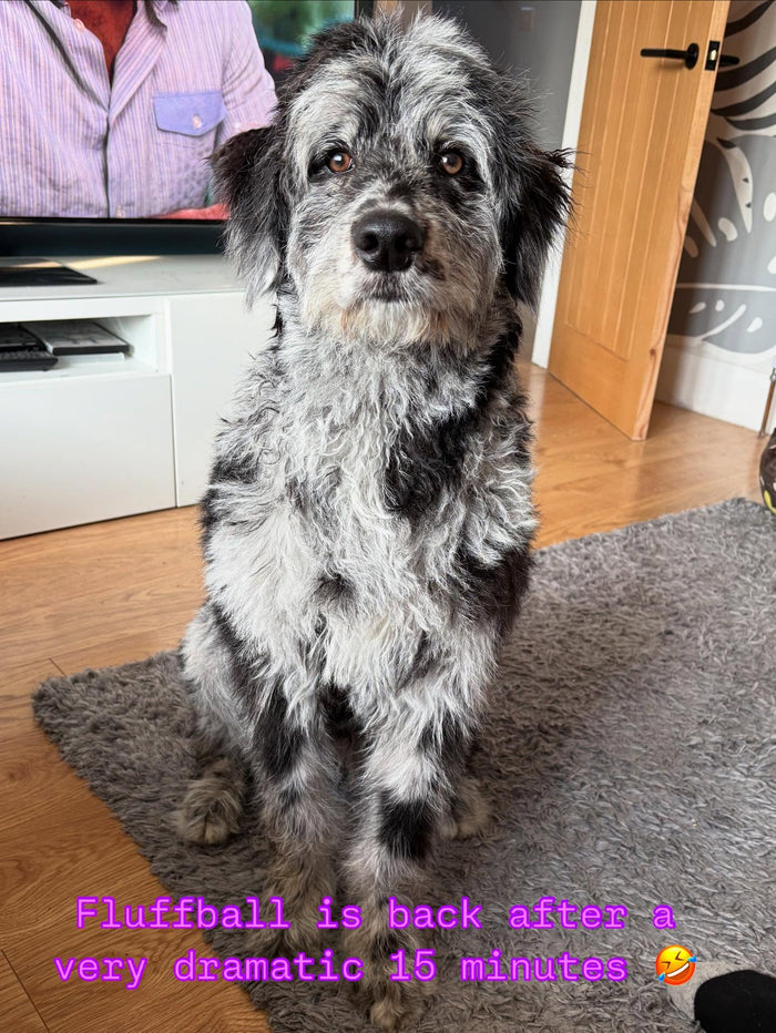 Indigo the Aussiedoodle wrapped in the Tiny Paws super absorbent robe, shared by @indigo_theaussiedoodle on Instagram
