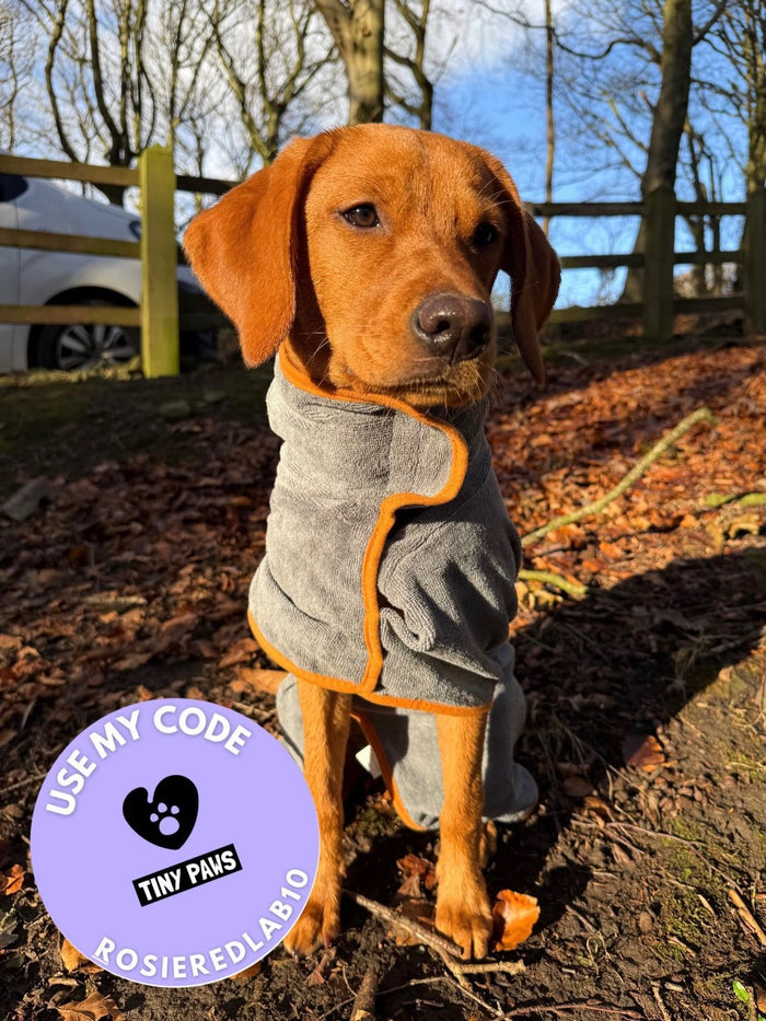 Rosie the Red Labrador wearing the Tiny Paws super absorbent robe outdoors, shared by @rosie.the.red.labrador on Instagram