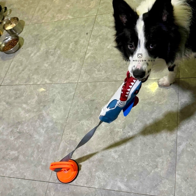 A squeaky shark that taps into prey drive