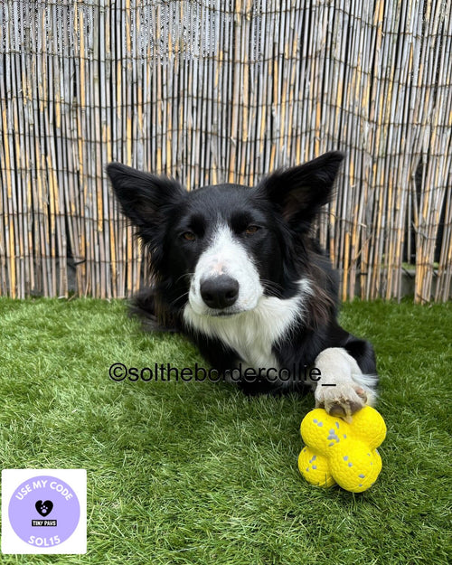 @solthebordercollie