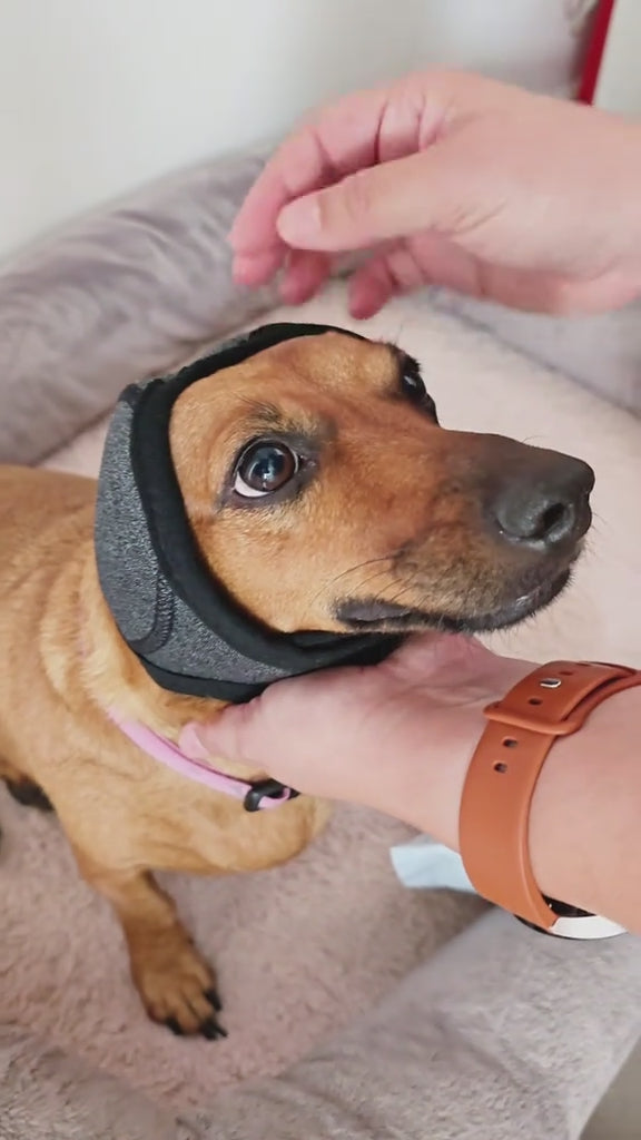 Small dog wearing a grey ear wrap