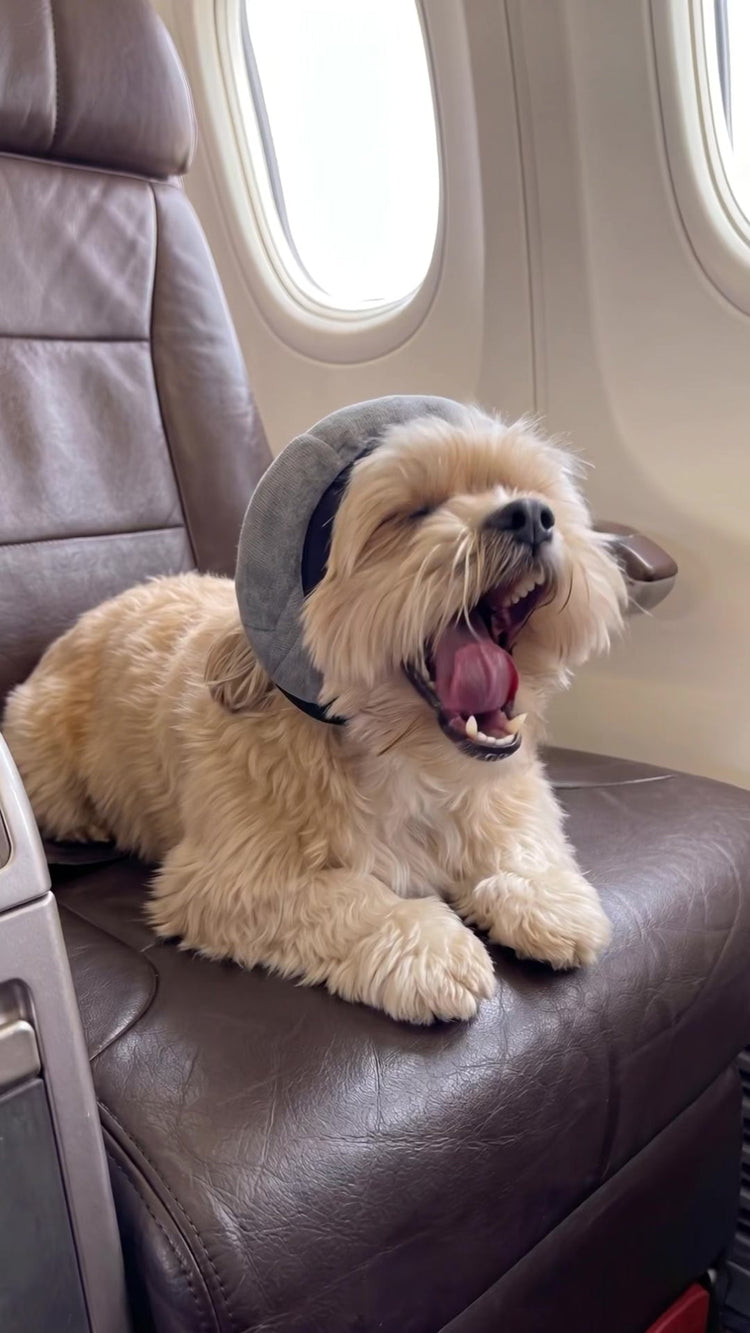 Small dog wearing an ear wrap while travelling