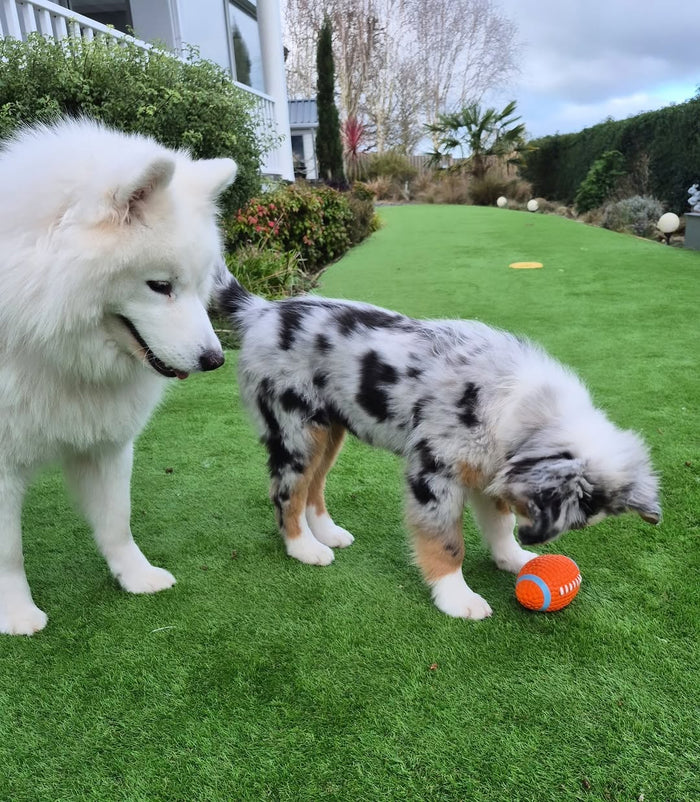 @thetinypawsofficial with The Tough-Bite