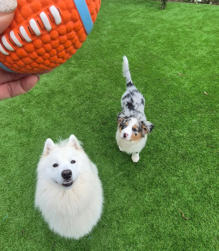 @thetinypawsofficial with The Tough-Bite