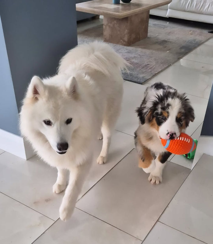 @thetinypawsofficial with The Tough-Bite