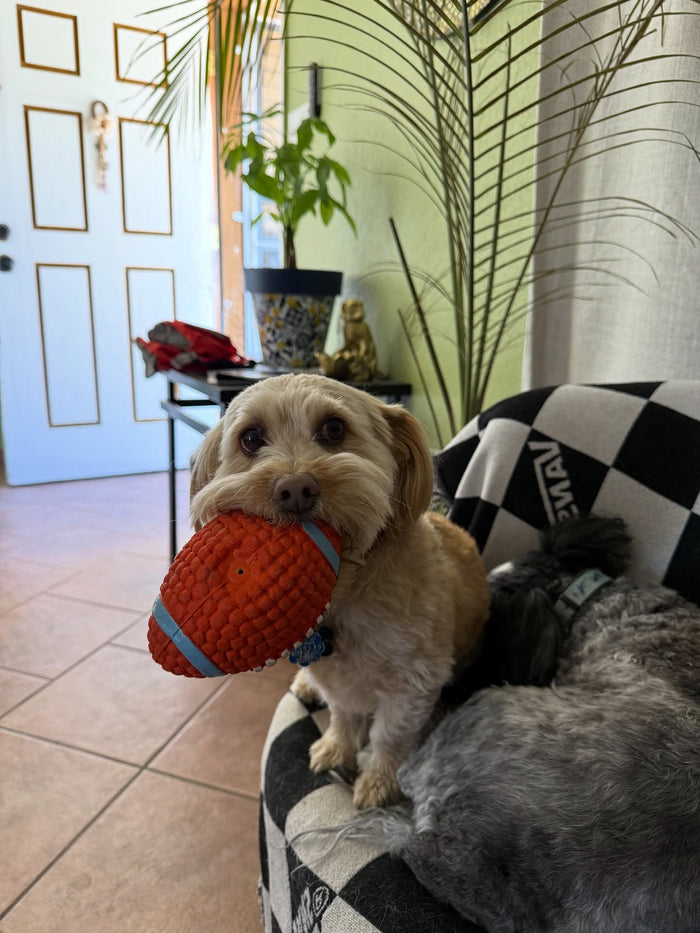 @cali_bear_love with The Tough-Bite