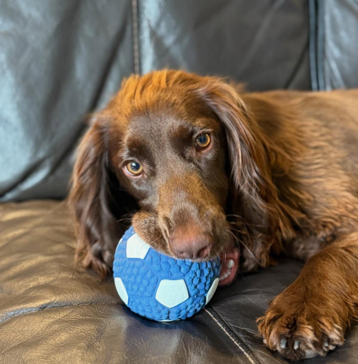 @milo_the_cocker2025 with The Tough-Bite