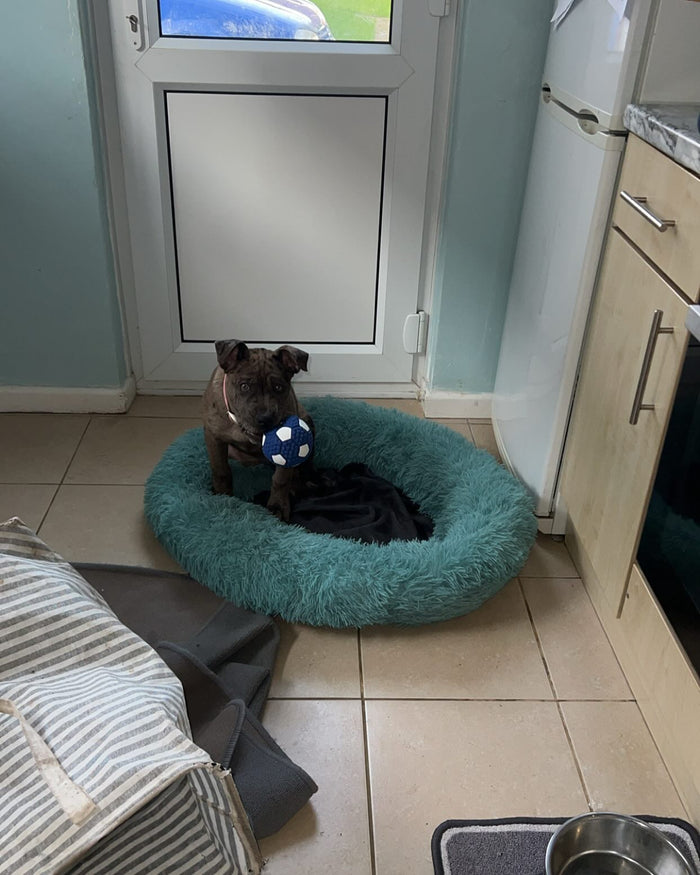 @nala_bullybreed with The Tough-Bite