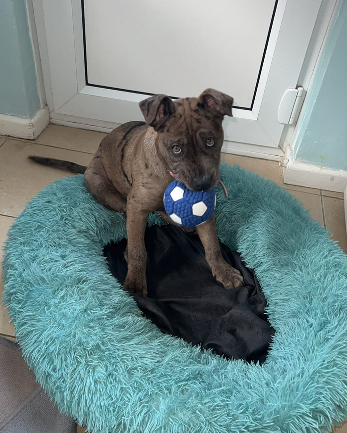@nala_bullybreed with The Tough-Bite