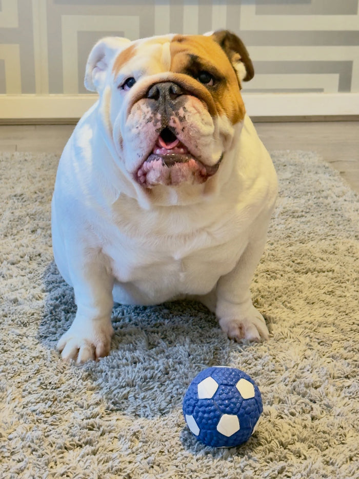 @queenie_hugo_bulldogs with The Tough-Bite